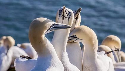 鄂尔多斯伴游招聘，风信子伴游网