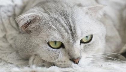 鄂尔多斯伴游招聘，风信子伴游网